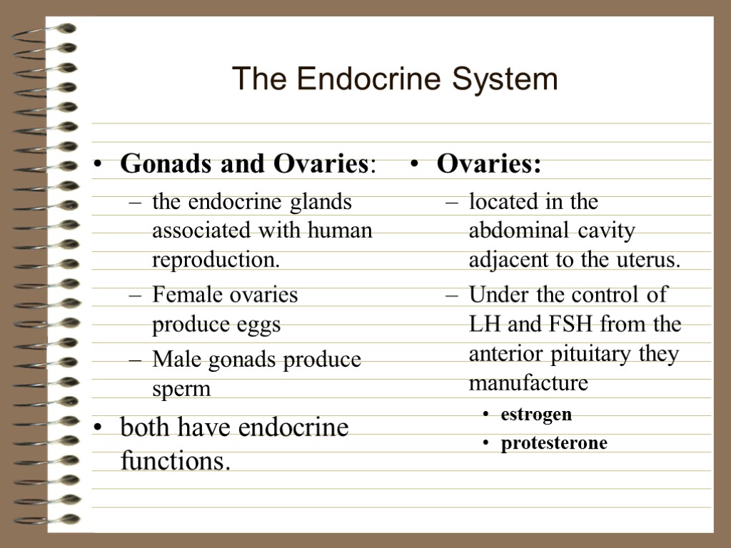 The Endocrine System Gonads and Ovaries: the endocrine glands associated with human reproduction. Female